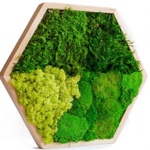 Mosschilderij Hexagon met mix van Mossen