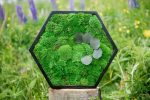 Mosschilderij Hexagon met Bolmos en planten