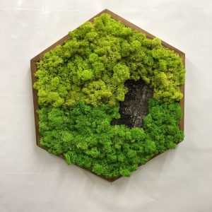 Mosschilderij Hexagon met Rendiermos en boomschors