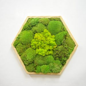 Mosschilderij Hexagon met mix Mos