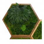 Mosschilderij Hexagon met Mos en Rose of Jericho