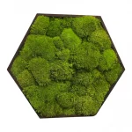 Mosschilderij Hexagon met Bolmos